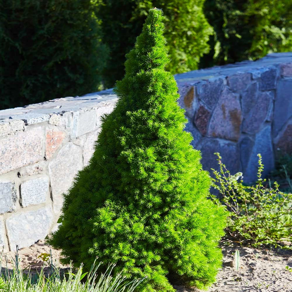 Fast Growing Trees Dwarf Alberta Spruce 5 Fast Growing Trees Dwarf Alberta Spruce