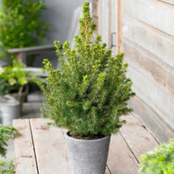 Fast Growing Trees Dwarf Alberta Spruce 10 Fast Growing Trees Dwarf Alberta Spruce