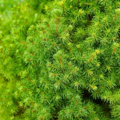 Fast Growing Trees Dwarf Alberta Spruce 11 Fast Growing Trees Dwarf Alberta Spruce