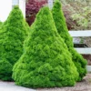 Fast Growing Trees Dwarf Alberta Spruce