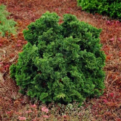 Fast Growing Trees Dwarf Hinoki Cypress Shrub Cypress Trees 10 Fast Growing Trees Dwarf Hinoki Cypress Shrub Cypress Trees