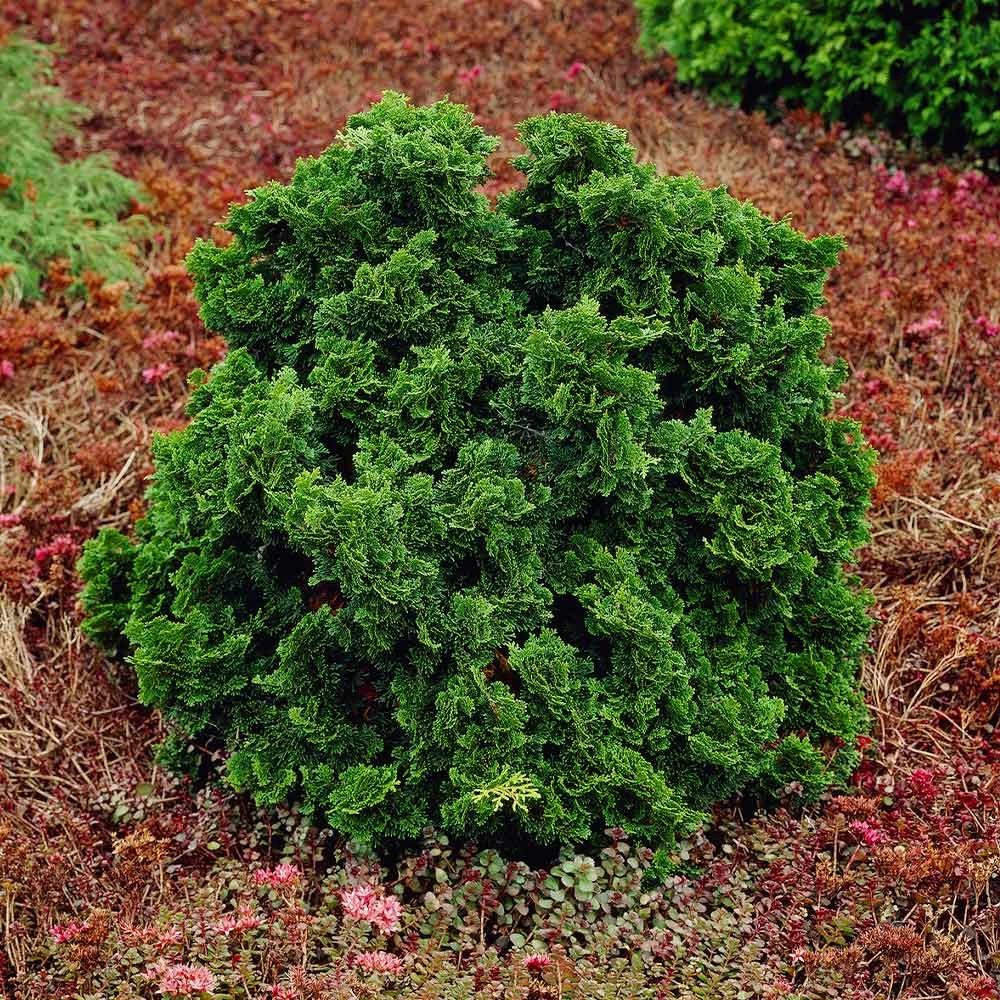 Fast Growing Trees Dwarf Hinoki Cypress Shrub Cypress Trees 6 Fast Growing Trees Dwarf Hinoki Cypress Shrub Cypress Trees
