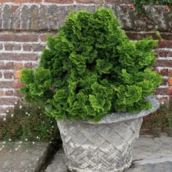 Fast Growing Trees Dwarf Hinoki Cypress Shrub Cypress Trees 11 Fast Growing Trees Dwarf Hinoki Cypress Shrub Cypress Trees