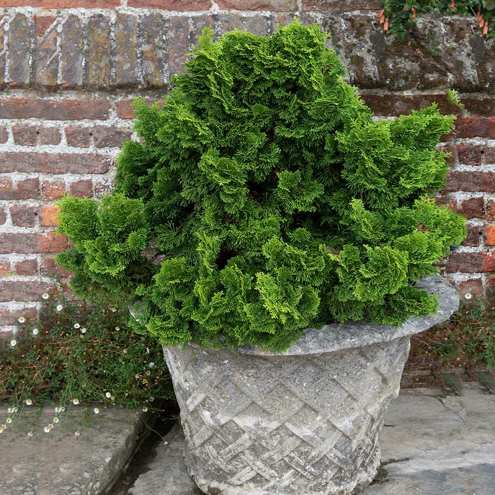 Fast Growing Trees Dwarf Hinoki Cypress Shrub Cypress Trees 7 Fast Growing Trees Dwarf Hinoki Cypress Shrub Cypress Trees
