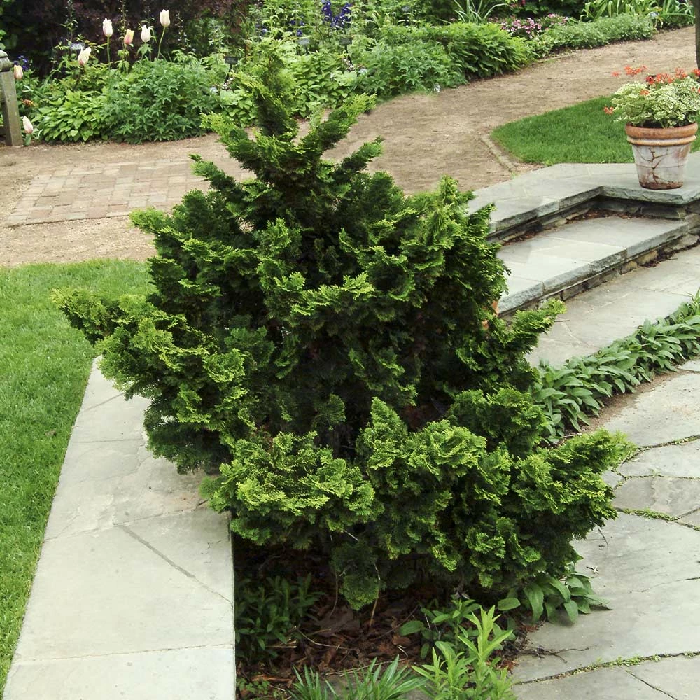 Fast Growing Trees Dwarf Hinoki Cypress Shrub Cypress Trees 5 Fast Growing Trees Dwarf Hinoki Cypress Shrub Cypress Trees