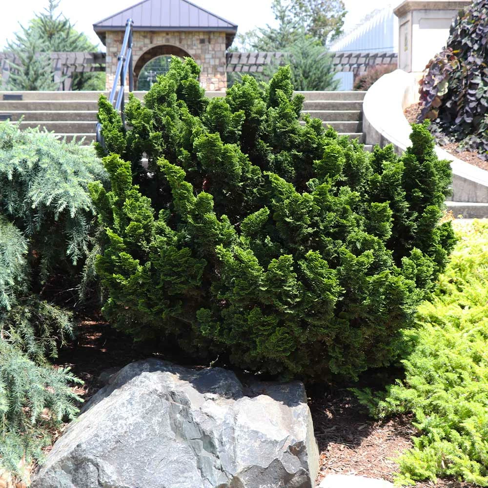 Fast Growing Trees Dwarf Hinoki Cypress Shrub Cypress Trees 4 Fast Growing Trees Dwarf Hinoki Cypress Shrub Cypress Trees