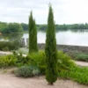 Fast Growing Trees Dwarf Italian Cypress See All Evergreen & Privacy Trees