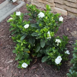 Fast Growing Trees Dwarf Radicans Gardenia