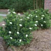 Fast Growing Trees Dwarf Radicans Gardenia