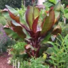 Fast Growing Trees Banana Trees Dwarf Red Banana Tree