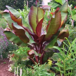 Fast Growing Trees Banana Trees Dwarf Red Banana Tree