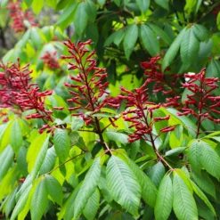 Fast Growing Trees Red Dwarf Buckeye Tree See All Flowering Trees