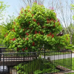 Fast Growing Trees Red Dwarf Buckeye Tree See All Flowering Trees