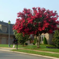 Fast Growing Trees Dynamite Crape Myrtle