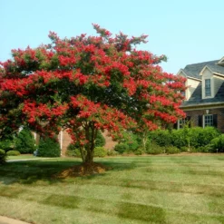 Fast Growing Trees Dynamite Crape Myrtle