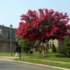 Fast Growing Trees Dynamite Crape Myrtle