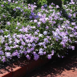 Fast Growing Trees Deer Resistant Plants Emerald Blue Creeping Phlox