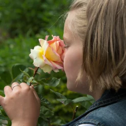 Fast Growing Trees Roses Euphoria® Rose Shrub