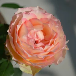 Fast Growing Trees Roses Euphoria® Rose Shrub