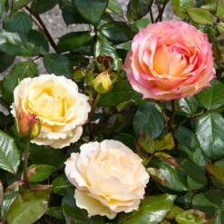 Fast Growing Trees Roses Euphoria® Rose Shrub