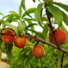 Fast Growing Trees Peach Trees Early White Giant Peach Tree