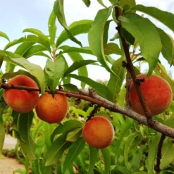 Fast Growing Trees Peach Trees Early White Giant Peach Tree