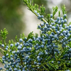 Fast Growing Trees Juniper Trees Eastern Red Cedar Tree
