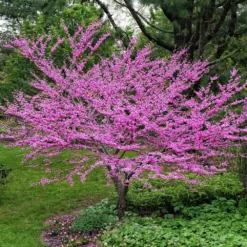 Fast Growing Trees Eastern Redbud