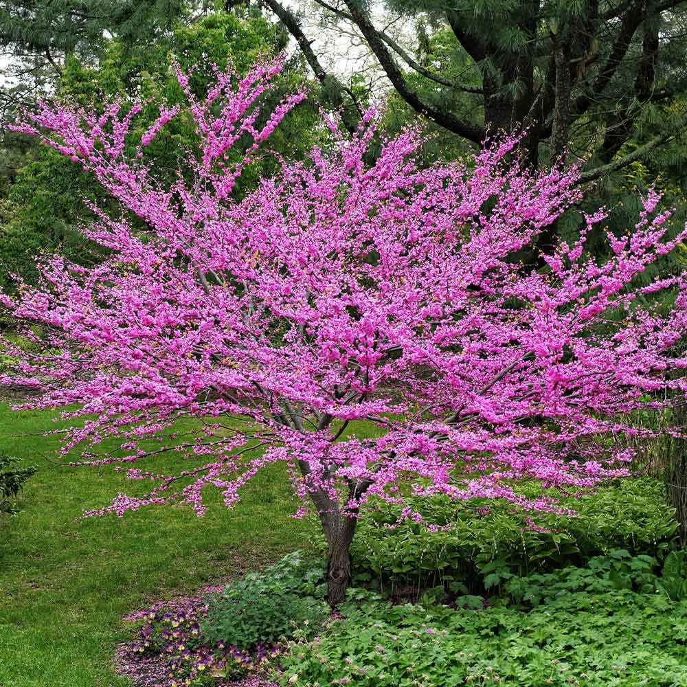 Fast Growing Trees Eastern Redbud 4 Fast Growing Trees Eastern Redbud