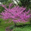 Fast Growing Trees Eastern Redbud