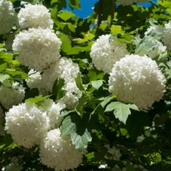 Fast Growing Trees Eastern Snowball Bush