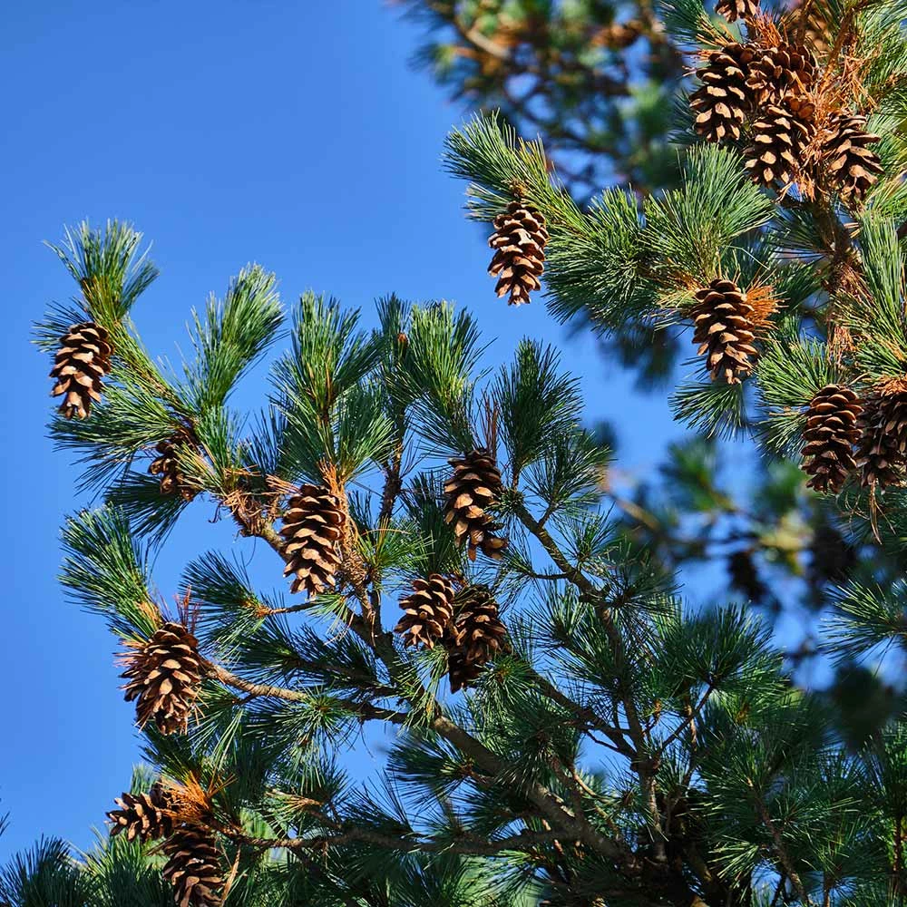 Fast Growing Trees Eastern White Pine Tree 7 Fast Growing Trees Eastern White Pine Tree