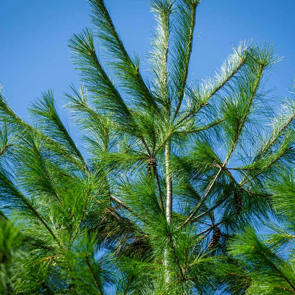 Fast Growing Trees Eastern White Pine Tree 6 Fast Growing Trees Eastern White Pine Tree