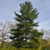 Fast Growing Trees Eastern White Pine Tree 1 Fast Growing Trees Eastern White Pine Tree