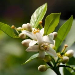 Fast Growing Trees EasyPeel Clementine Tree 9 Fast Growing Trees EasyPeel Clementine Tree