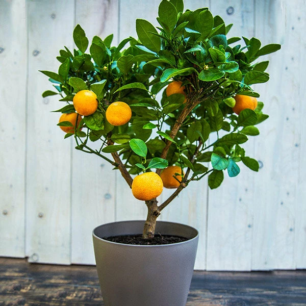 Fast Growing Trees EasyPeel Clementine Tree 3 Fast Growing Trees EasyPeel Clementine Tree