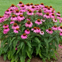 Fast Growing Trees See All Shrubs & Hedges PowWow® Wild Berry Coneflower (Echinacea)