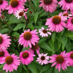 Fast Growing Trees See All Shrubs & Hedges PowWow® Wild Berry Coneflower (Echinacea)