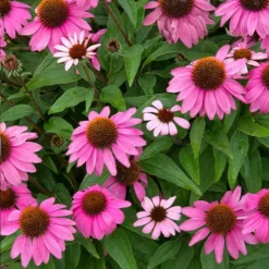 Fast Growing Trees See All Shrubs & Hedges PowWow® Wild Berry Coneflower (Echinacea)