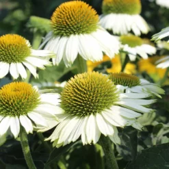 Fast Growing Trees PowWow® White Coneflower (Echinacea) See All Shrubs & Hedges