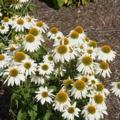 Fast Growing Trees PowWow® White Coneflower (Echinacea) See All Shrubs & Hedges