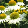 Fast Growing Trees PowWow® White Coneflower (Echinacea) See All Shrubs & Hedges