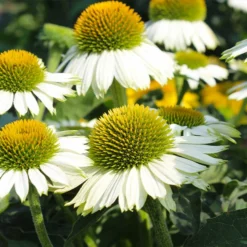 Fast Growing Trees PowWow® White Coneflower (Echinacea) See All Shrubs & Hedges