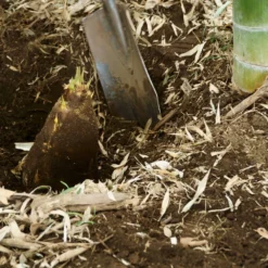 Fast Growing Trees Bamboo Trees Edible Bamboo Plant