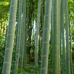 Fast Growing Trees Bamboo Trees Edible Bamboo Plant