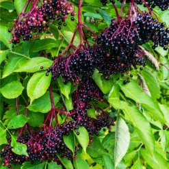 Fast Growing Trees Elderberry Plant 9 Fast Growing Trees Elderberry Plant