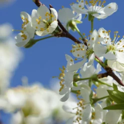 Fast Growing Trees Plum Trees Elephant Heart Plum Tree