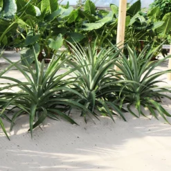 Fast Growing Trees See All Fruit Trees Elite Gold Pineapple 9 Fast Growing Trees See All Fruit Trees Elite Gold Pineapple