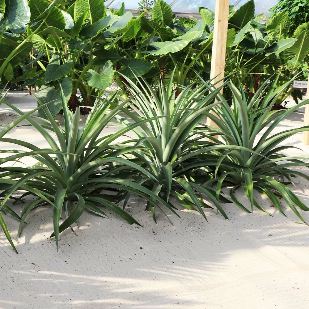 Fast Growing Trees See All Fruit Trees Elite Gold Pineapple 6 Fast Growing Trees See All Fruit Trees Elite Gold Pineapple