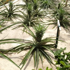 Fast Growing Trees See All Fruit Trees Elite Gold Pineapple 8 Fast Growing Trees See All Fruit Trees Elite Gold Pineapple